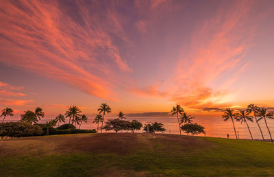 Scenic view of palm trees on field against orange sky