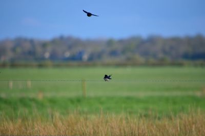 Birds flying over field