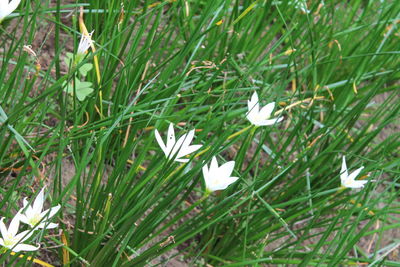 Close-up of white flowering plants on field