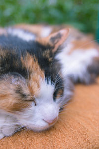 Close-up of cat sleeping