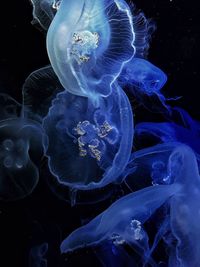 Close-up of jellyfish swimming in sea