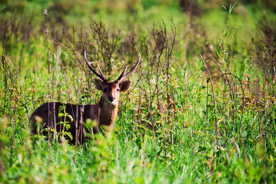 Portrait of deer in a field