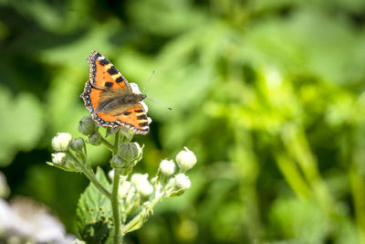 Close-up of butterfly pollinating on flower