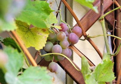 Close-up of grapes growing on tree