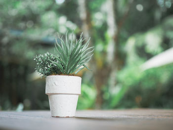 Close-up of potted plant