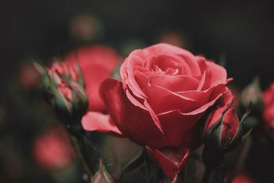 Close-up of pink rose