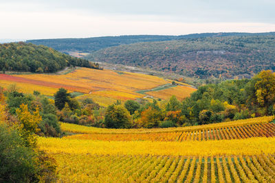 Scenic view of vineyards against sky during autumn. landscape of vineyard in burgugndy.