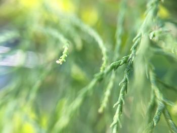 Close-up of green plant