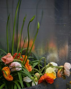 Close-up of flowers blooming outdoors