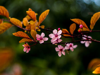 Close-up of pink flower