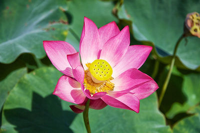 Close-up of pink water lily blooming outdoors