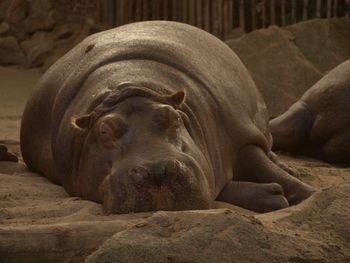 Close-up of hippopotamus lying on sand