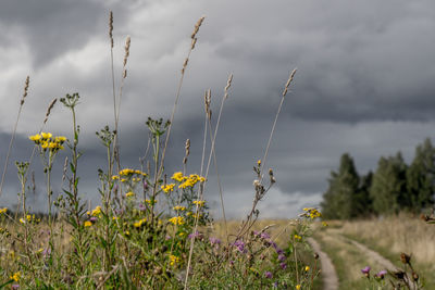 Close-up of flowering plants on field against sky