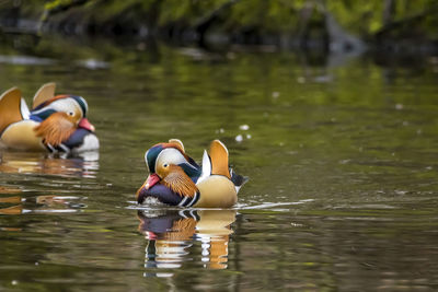 Two ducks swimming in lake