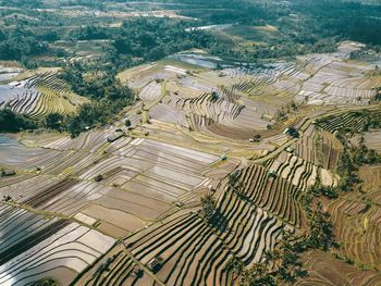 High angle view of agricultural field