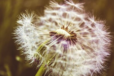 Close-up of dandelion flower