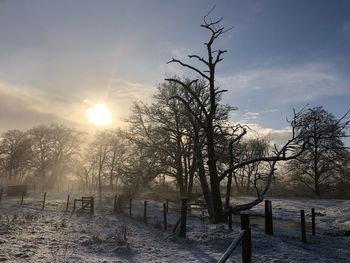 Bare trees on snow covered landscape