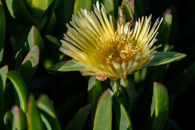 Close-up of yellow flowering plant