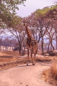 Giraffe standing on a tree