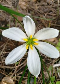 Close-up of frangipani blooming on field