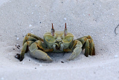 High angle view of green crab on sand at beach