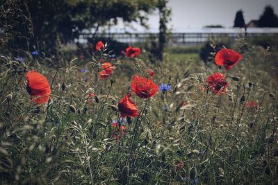 Close-up of red poppy flowers on field