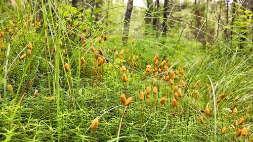 Close-up of fresh plants on field