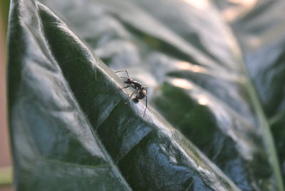 Close-up of insect