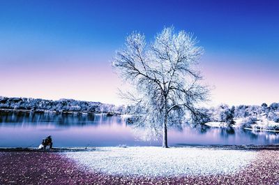 Bare tree by lake against clear sky during winter