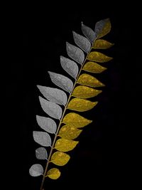High angle view of yellow leaf against black background