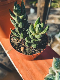 High angle view of succulent plant in pot