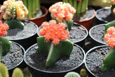 Close-up of flowers