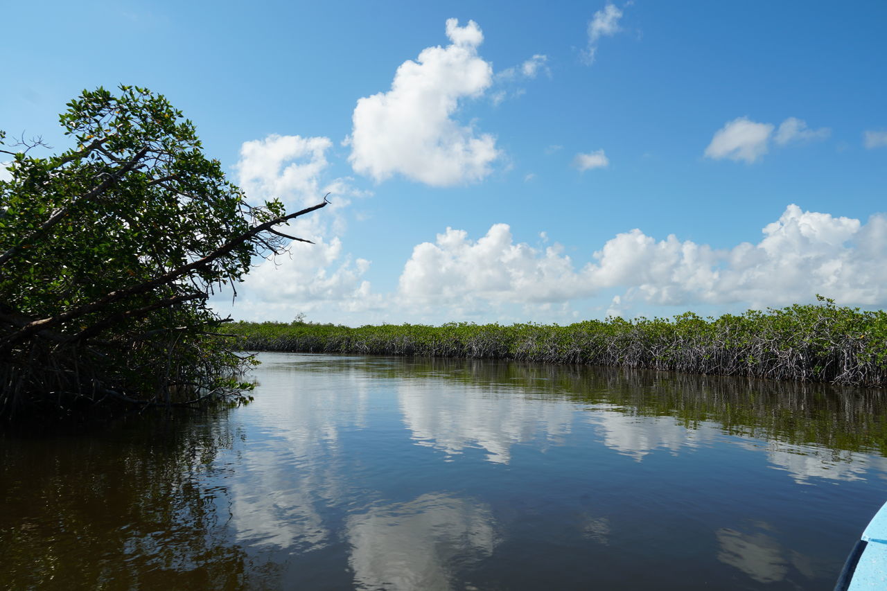 PLANTS GROWING BY LAKE AGAINST SKY