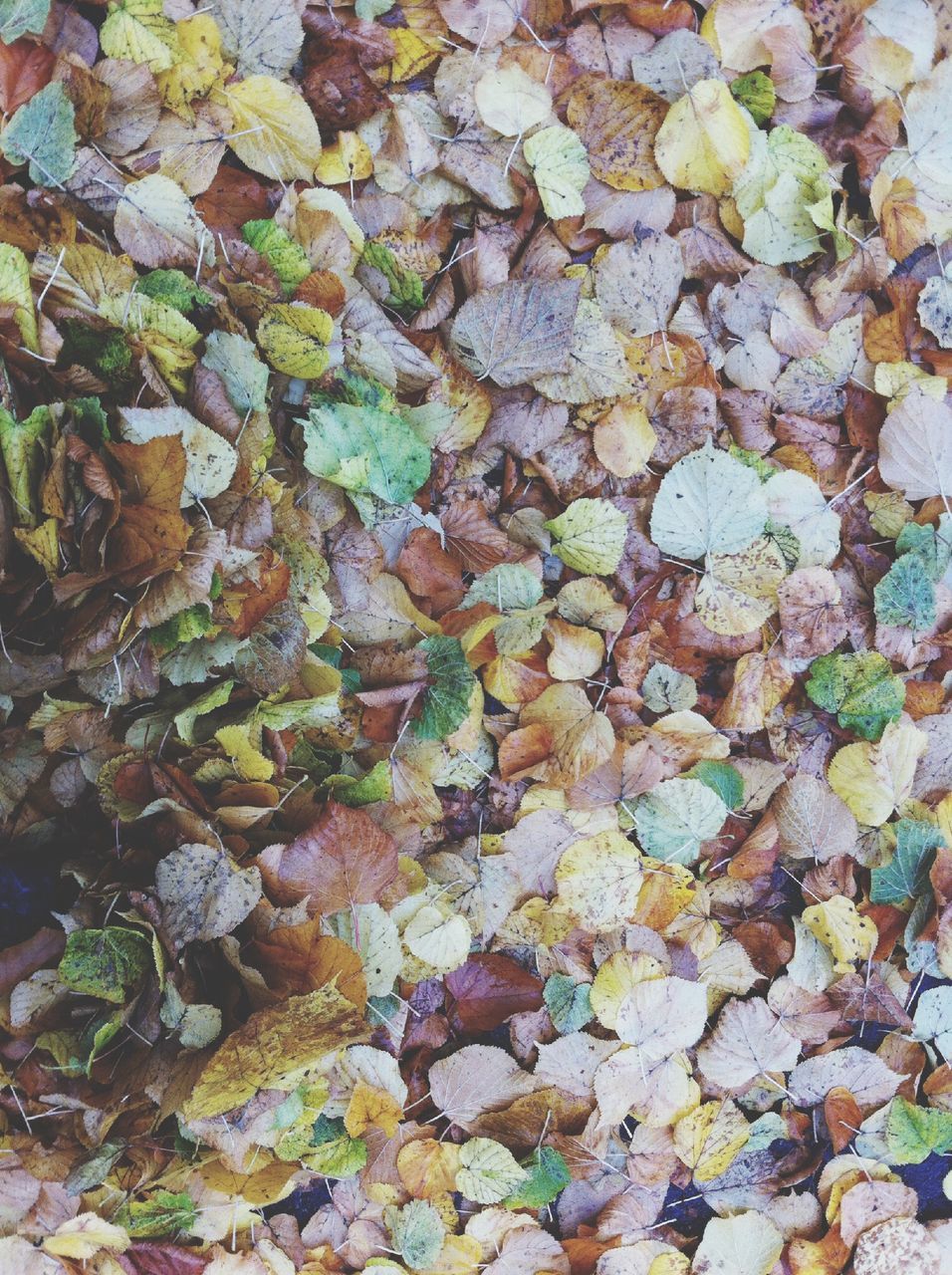 full frame, backgrounds, textured, leaf, high angle view, autumn, nature, abundance, stone - object, outdoors, day, rock - object, pattern, change, close-up, dry, no people, fallen, rough, growth