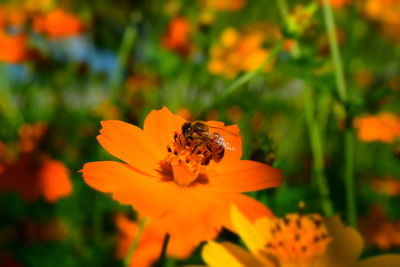 Close-up of bee on orange flower