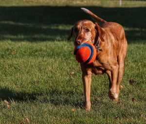 Dog with ball on field