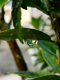 Close-up of water drops on plant