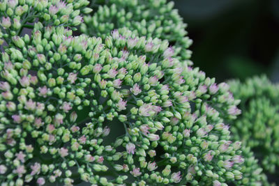 Close-up of succulent plant