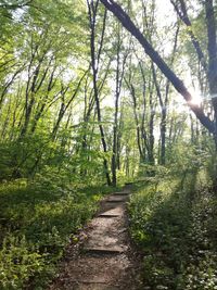 Footpath amidst trees in forest