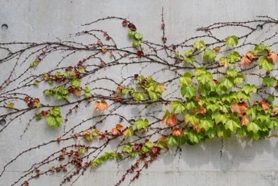 Close-up of ivy on tree