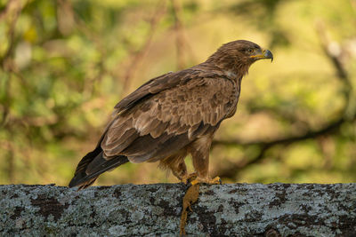 Steppe eagle perched on branch looking ahead