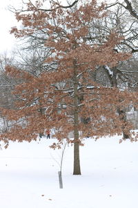 Bare trees on snow covered landscape