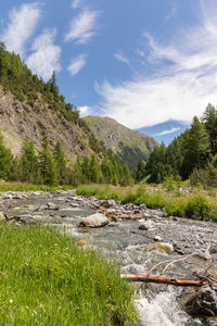 Plants growing by stream against sky