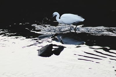 Bird perching on a lake