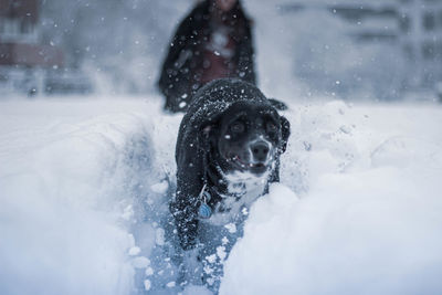 Portrait of dog in snow