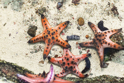 High angle view of starfish on sand