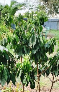 Close-up of plants growing on field