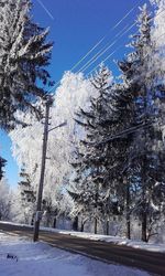 Bare trees on snow covered landscape