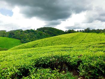 Scenic view of agricultural field against sky