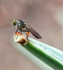 Macro mobile photography using additional lens